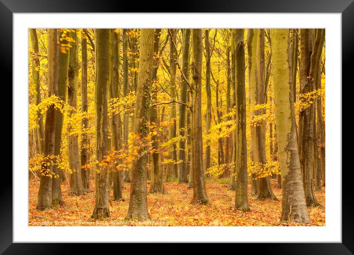 Autumnal woodland  Framed Mounted Print by Simon Johnson