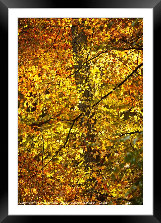 sunlit autumn Leaves Framed Mounted Print by Simon Johnson