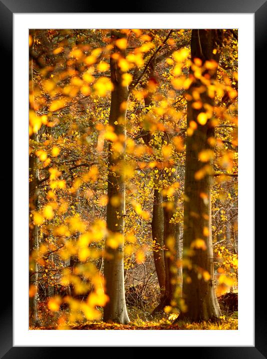 sunlit autumnal trees Framed Mounted Print by Simon Johnson