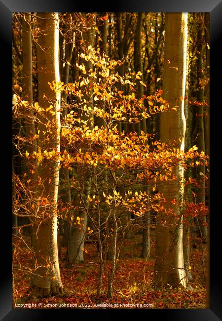sunlit Beech tree Framed Print by Simon Johnson