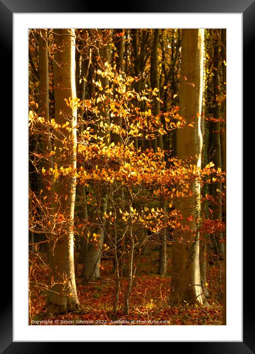 sunlit Beech tree Framed Mounted Print by Simon Johnson