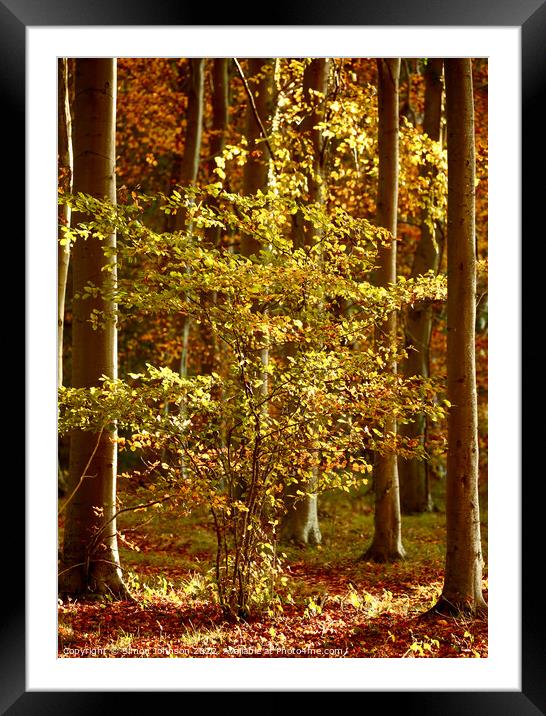 Autumnal woodland  Framed Mounted Print by Simon Johnson