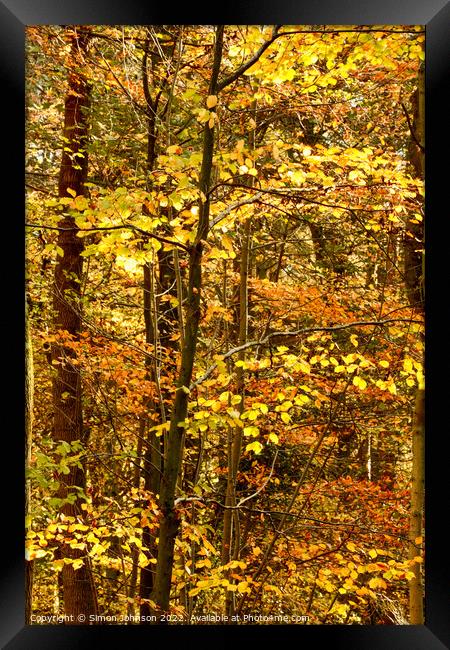Autumn woodland  Framed Print by Simon Johnson