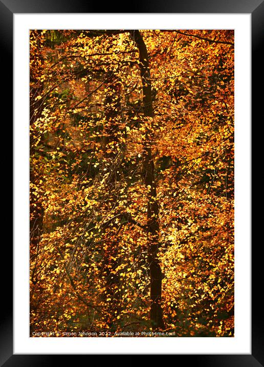 Autumn Woodland Framed Mounted Print by Simon Johnson