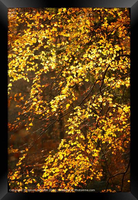 Sunlit autumn leaves Framed Print by Simon Johnson