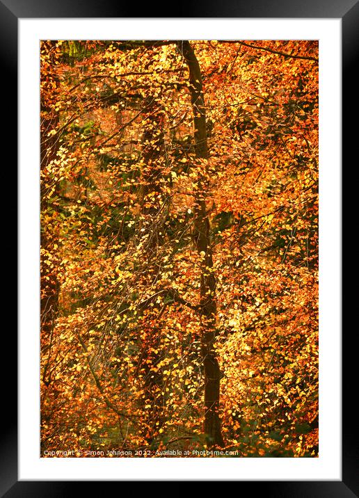 Sunlit autumn leaves Framed Mounted Print by Simon Johnson