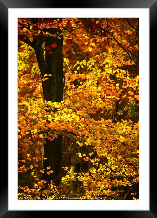 Sunlit Beech Leaves Framed Mounted Print by Simon Johnson