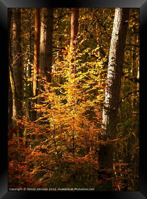 sunlit woodland Framed Print by Simon Johnson