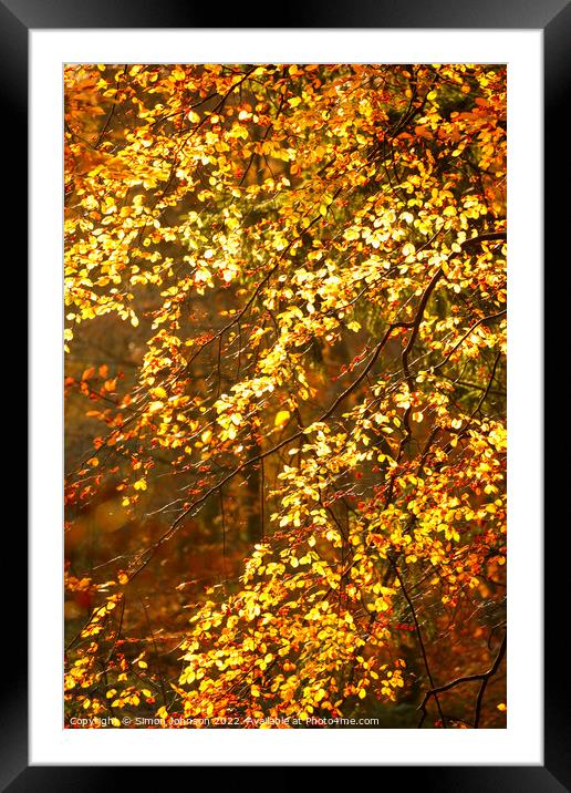 sunlit autumn leaves Framed Mounted Print by Simon Johnson