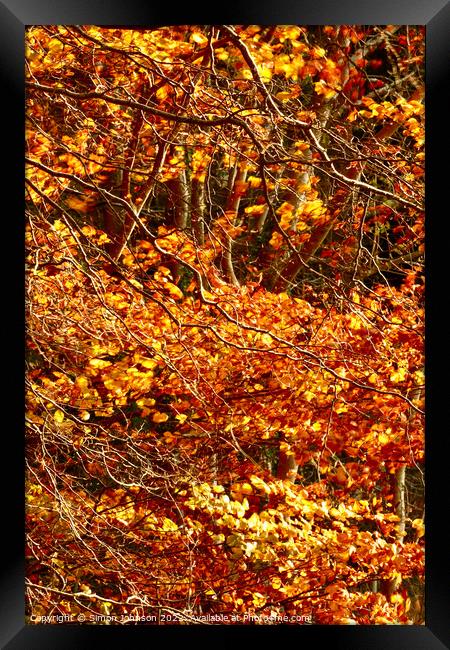 Golden leaves,naked branches Framed Print by Simon Johnson