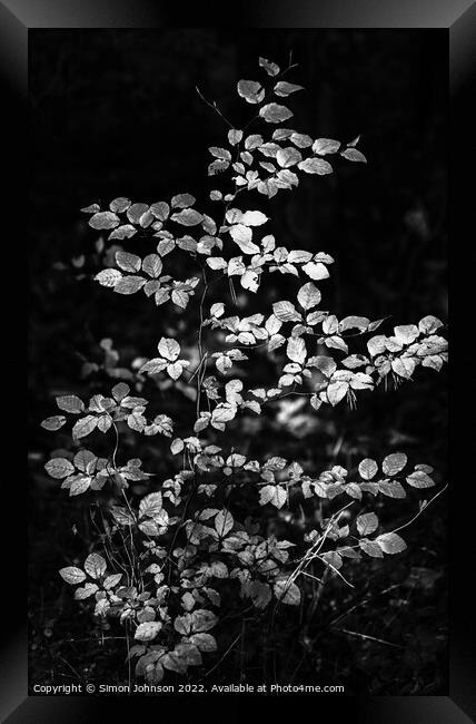 sunlit leaves in monochrome  Framed Print by Simon Johnson