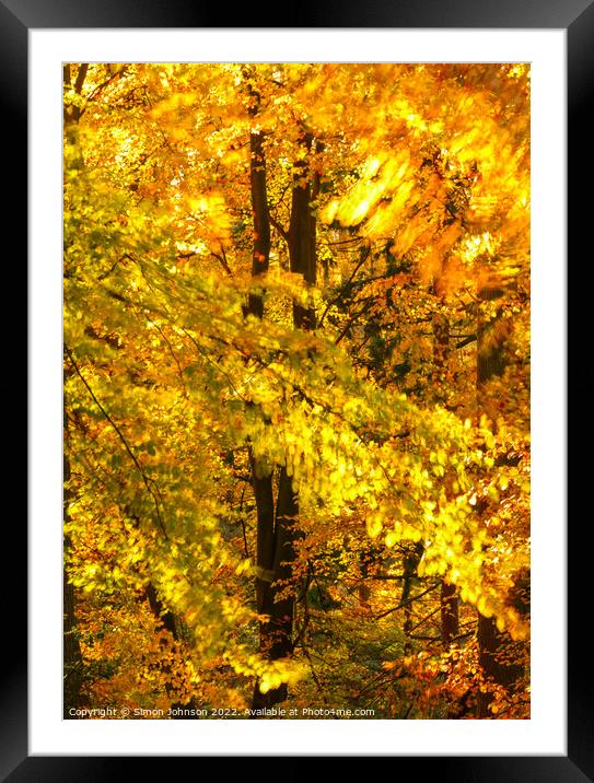 wind blown autumn woodland  Framed Mounted Print by Simon Johnson