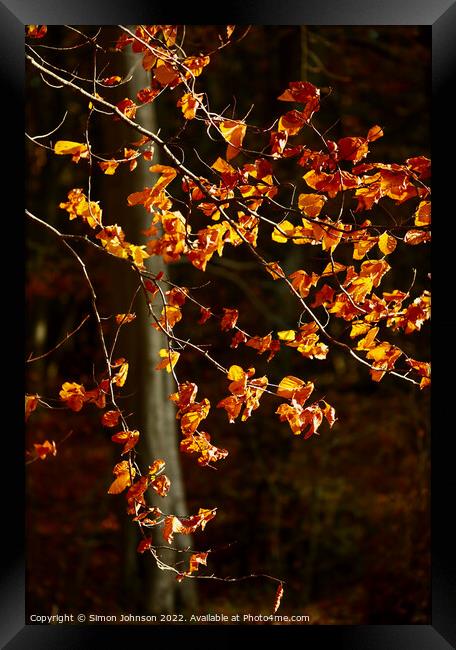 Sunlit beech leaves  Framed Print by Simon Johnson