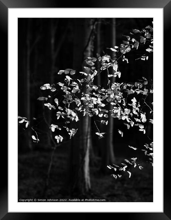 sunlit beech leaves in monochrome  Framed Mounted Print by Simon Johnson