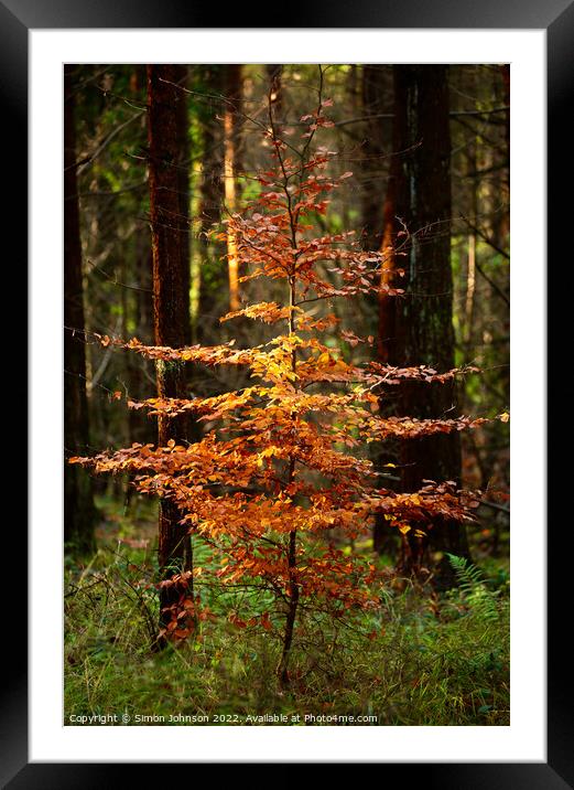 sunlit beech tree Framed Mounted Print by Simon Johnson