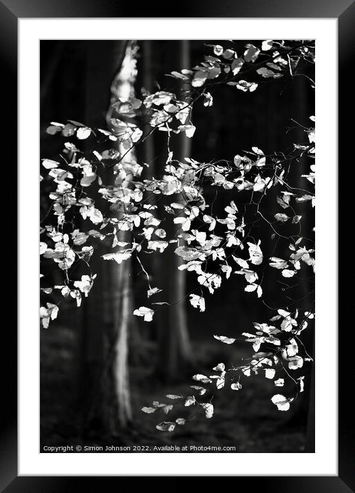 sunlit beech leaves monochrome  Framed Mounted Print by Simon Johnson