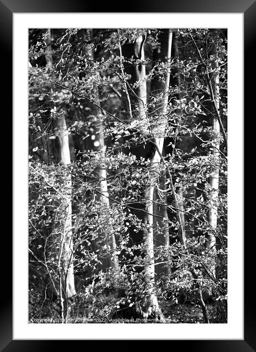 Sunlit woodland in Monochrome Framed Mounted Print by Simon Johnson