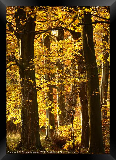 sunlit autumn woodland Framed Print by Simon Johnson