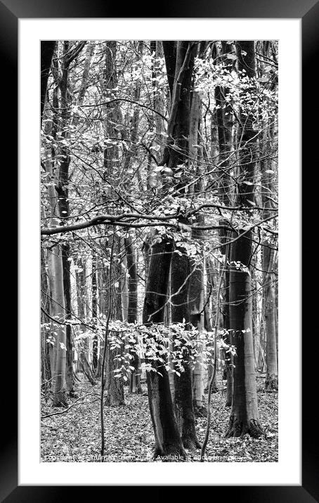 Woodland in monochrome  Framed Mounted Print by Simon Johnson
