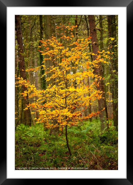 Natures Christmas tree Framed Mounted Print by Simon Johnson