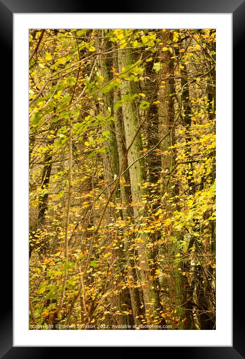 Autumn Woodland  Framed Mounted Print by Simon Johnson
