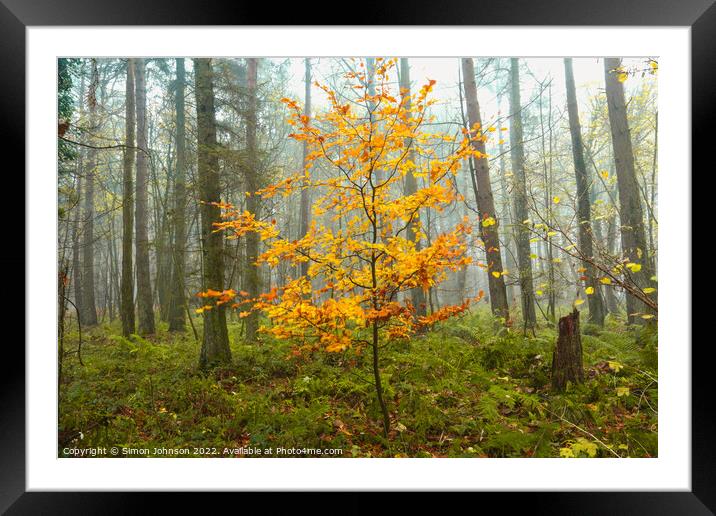 Beech tree Framed Mounted Print by Simon Johnson