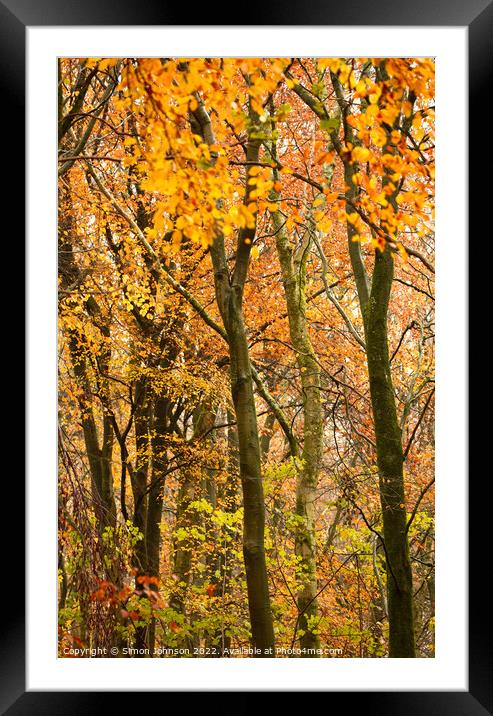 Autumn colour  Framed Mounted Print by Simon Johnson