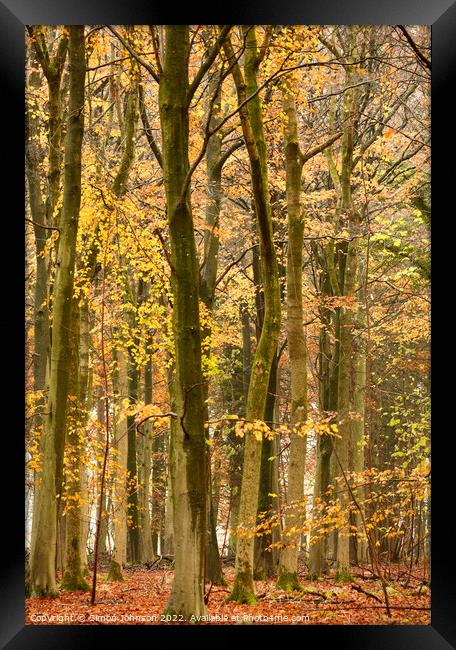 Beech woodland  Framed Print by Simon Johnson