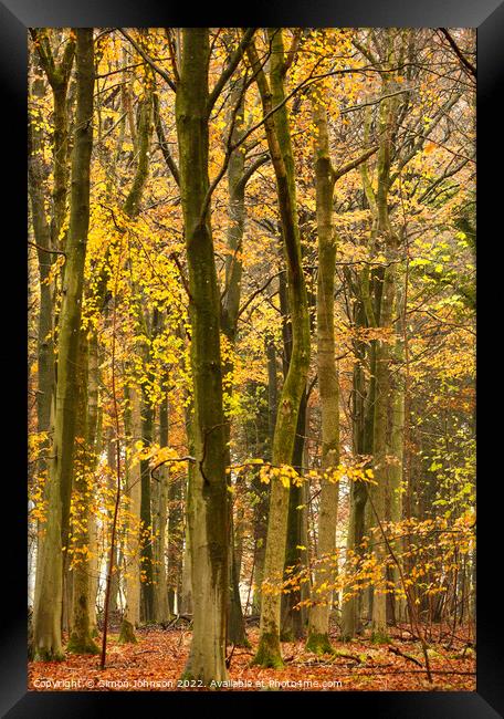 beech woodland in autumn  Framed Print by Simon Johnson