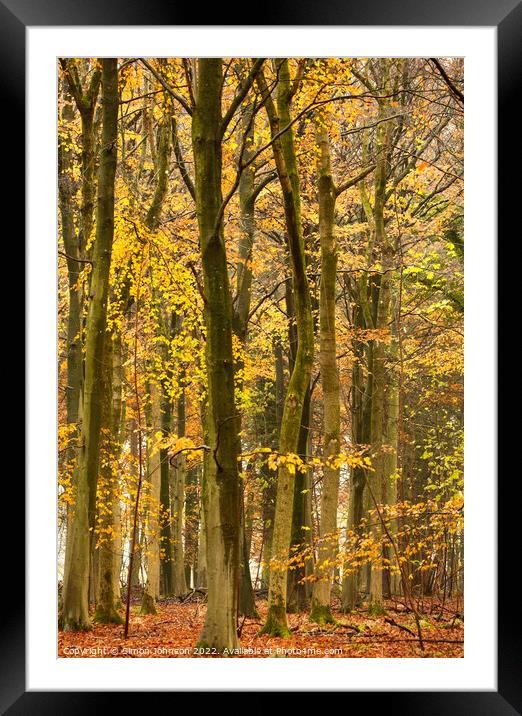 beech woodland in autumn  Framed Mounted Print by Simon Johnson