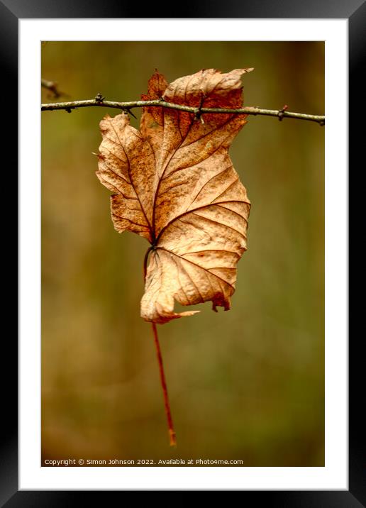 Leaf clinging on Framed Mounted Print by Simon Johnson