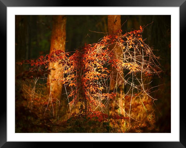 Dark fire Framed Mounted Print by Simon Johnson