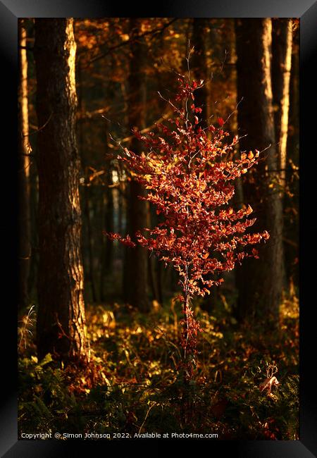 sunlit Beech Tree  Framed Print by Simon Johnson