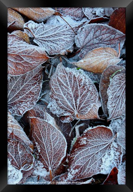 frosted leaves Framed Print by Simon Johnson