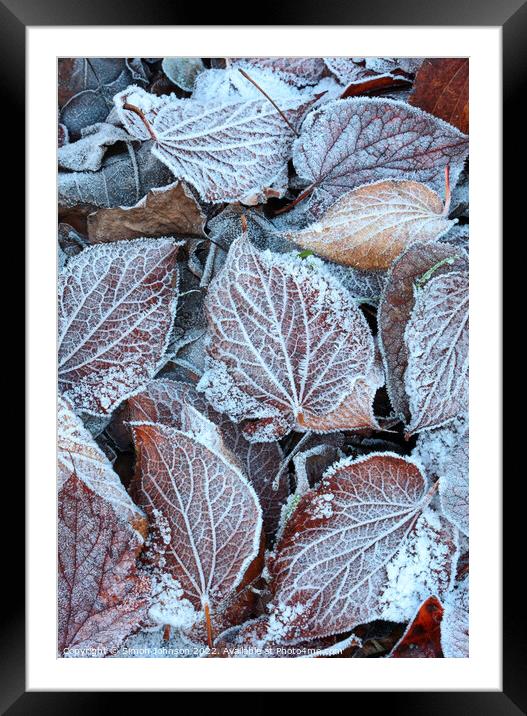 Frosted leaves  Framed Mounted Print by Simon Johnson