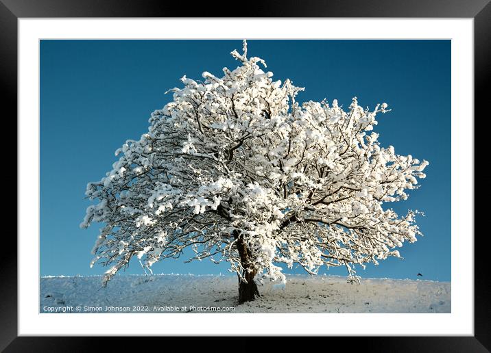 Frosted tree Framed Mounted Print by Simon Johnson