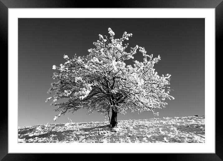Frosted tree  In monochrome  Framed Mounted Print by Simon Johnson