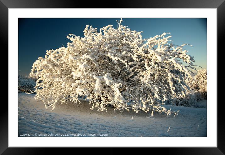 The snow bush Framed Mounted Print by Simon Johnson
