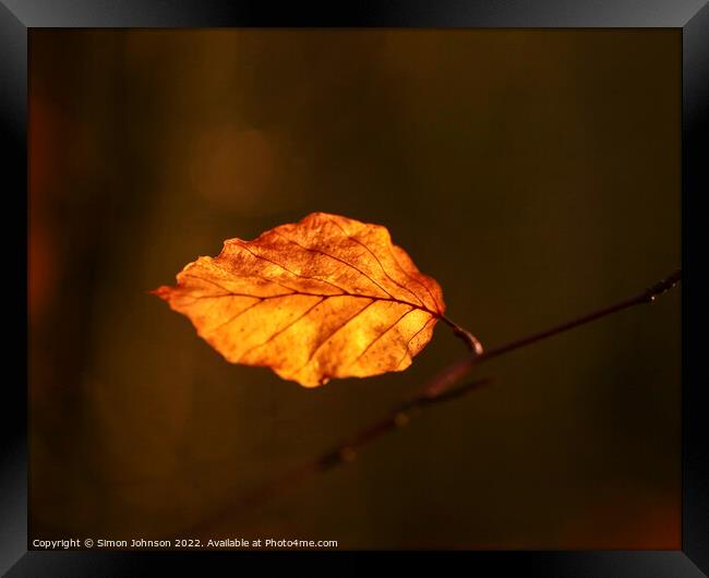 Sunlit beech leaf Framed Print by Simon Johnson