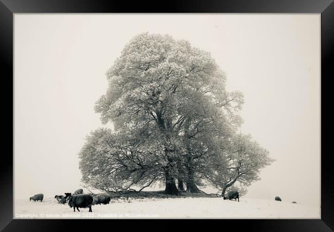 Frosted tree, sheep fog and Snow Framed Print by Simon Johnson