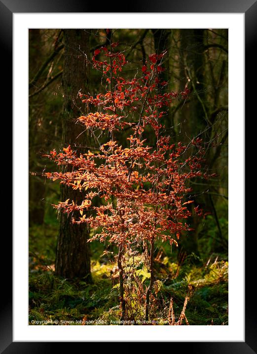 Sunlit Beech tree  Framed Mounted Print by Simon Johnson