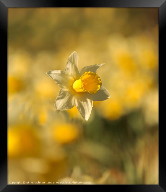 Daffodils  flower Framed Print by Simon Johnson