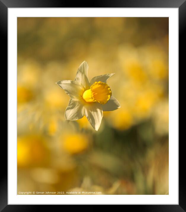 Daffodils  flower Framed Mounted Print by Simon Johnson