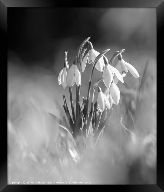 A close up of  Snowdrops monochrome  Framed Print by Simon Johnson