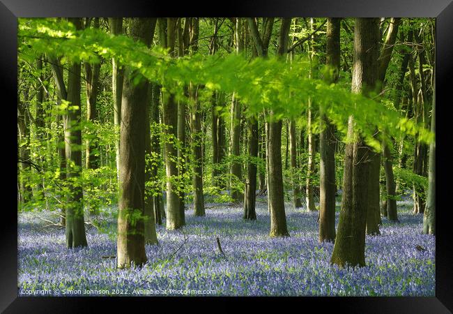 Bluebell woodland Framed Print by Simon Johnson