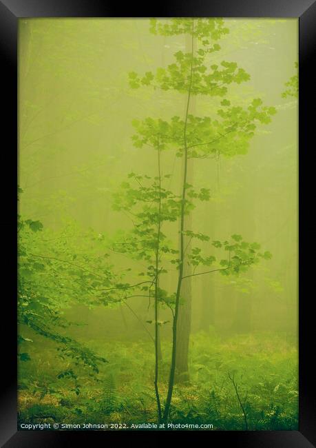 misty woodland  Framed Print by Simon Johnson