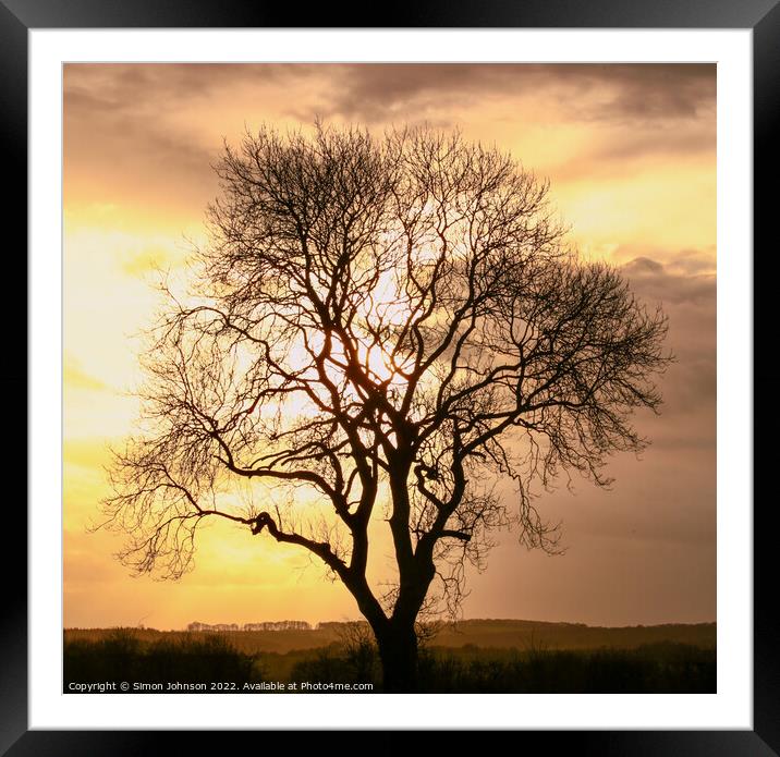 Isolated tree Framed Mounted Print by Simon Johnson