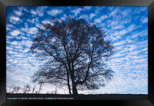Silver  birch  tree Framed Print by Simon Johnson