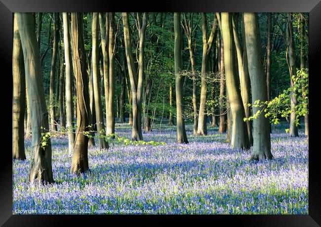 Bluebell woodland  Framed Print by Simon Johnson