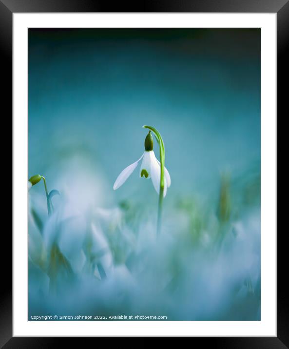 Snowdrop flower  Framed Mounted Print by Simon Johnson